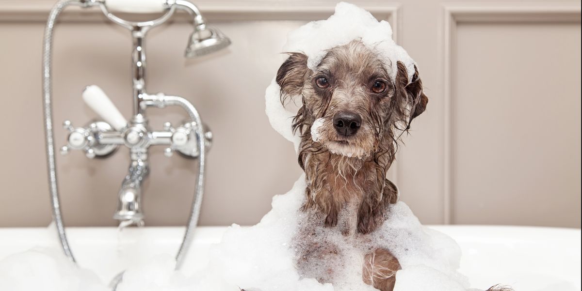 Cuidados de las mascotas: adapta tu ducha para su higiene