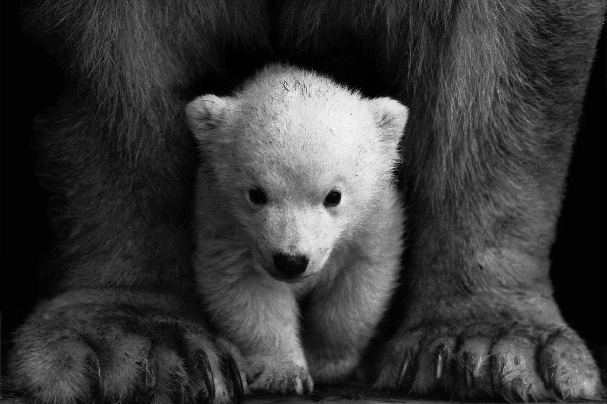 Oso Polar: Un Animal en Peligro de Extinción