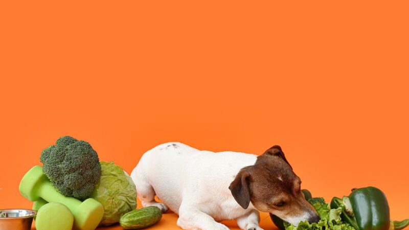 Los increíbles beneficios de las hortalizas y las verduras para los perros