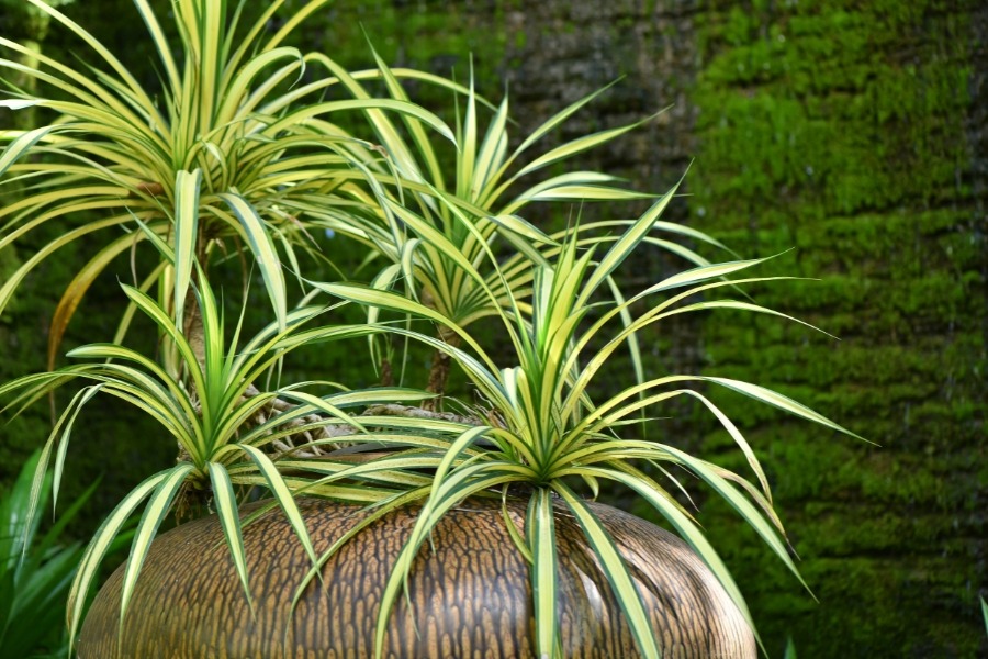 planta mala madre