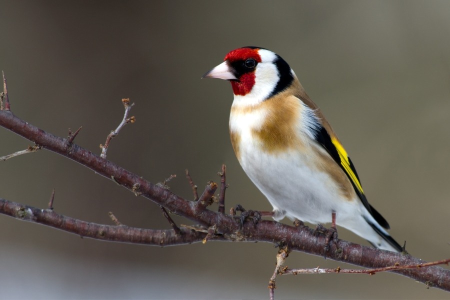 Jilguero Parva - Carduelis carduelis parva. Tipo de jilgueros parecido al común