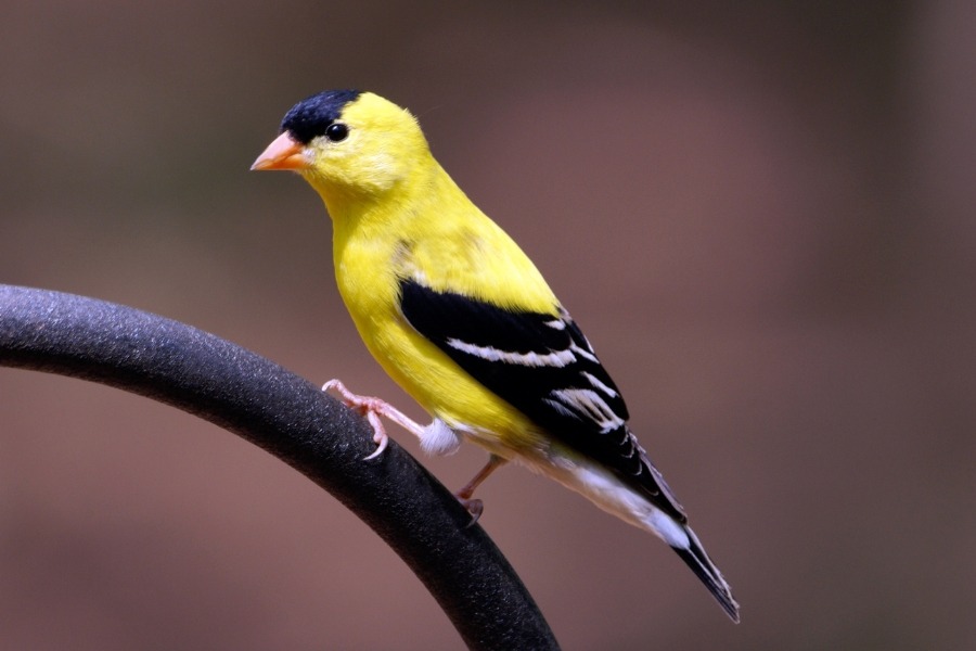 jilguero americano, un tipo de jilguero amarillo y negro