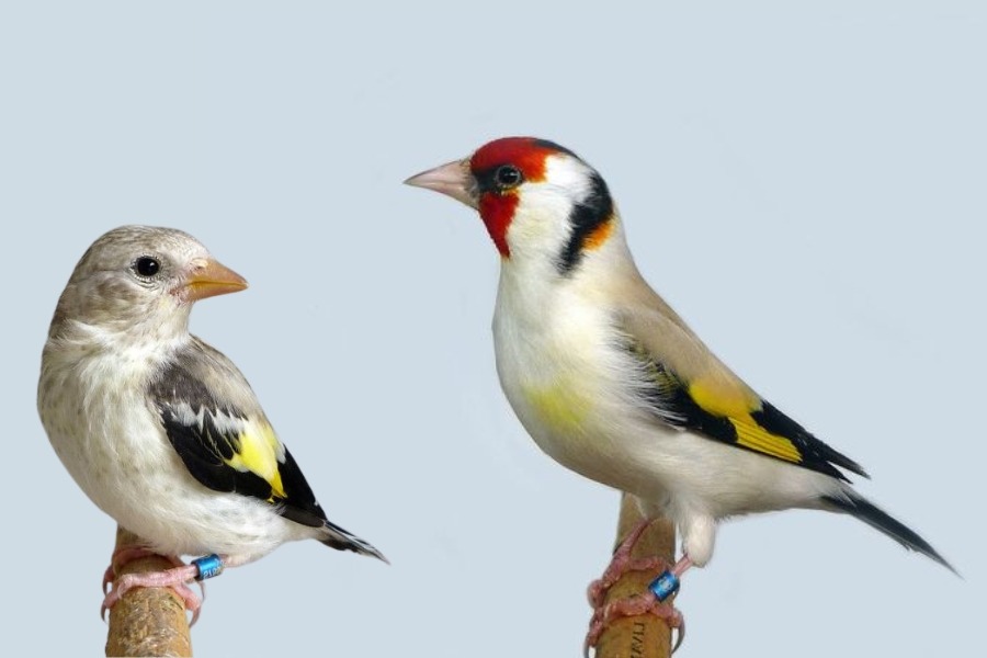 Jilguero Major - Carduelis carduelis major