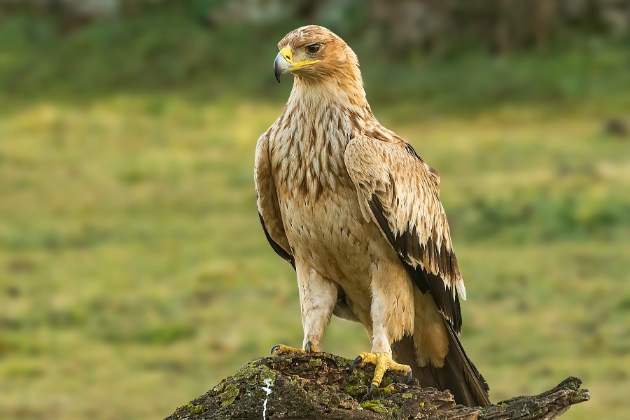 águila imperial ibérica en peligro de extinción