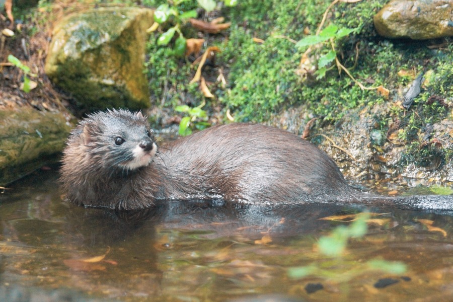 visón europeo en extinción bañándos en el agua