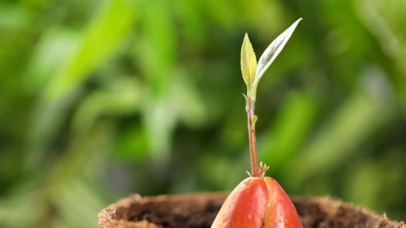 ¿Cómo Plantar un Hueso de Aguacate?