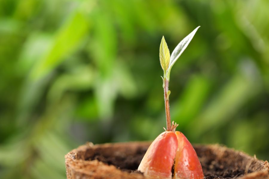 ¿Cómo plantar un hueso de aguacate?