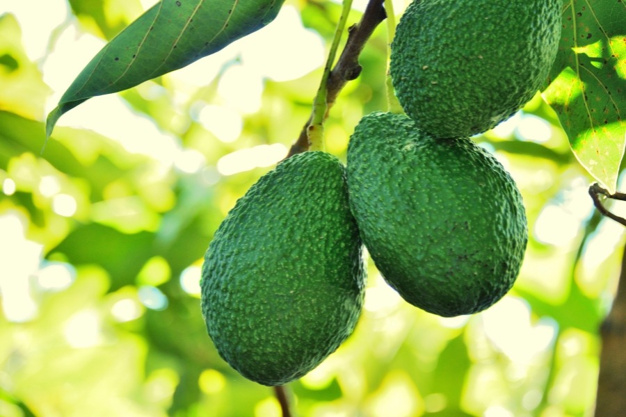 aguacate árbol frutal