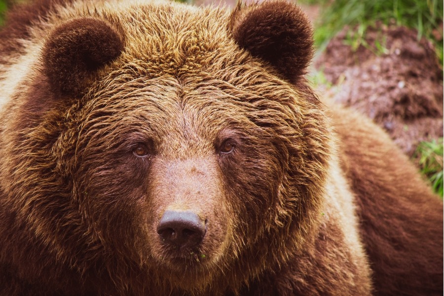 Oso Pardo Ibérico en Peligro de Extinción