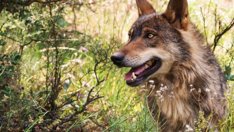 Dónde y Cómo ver el Lobo Ibérico en España