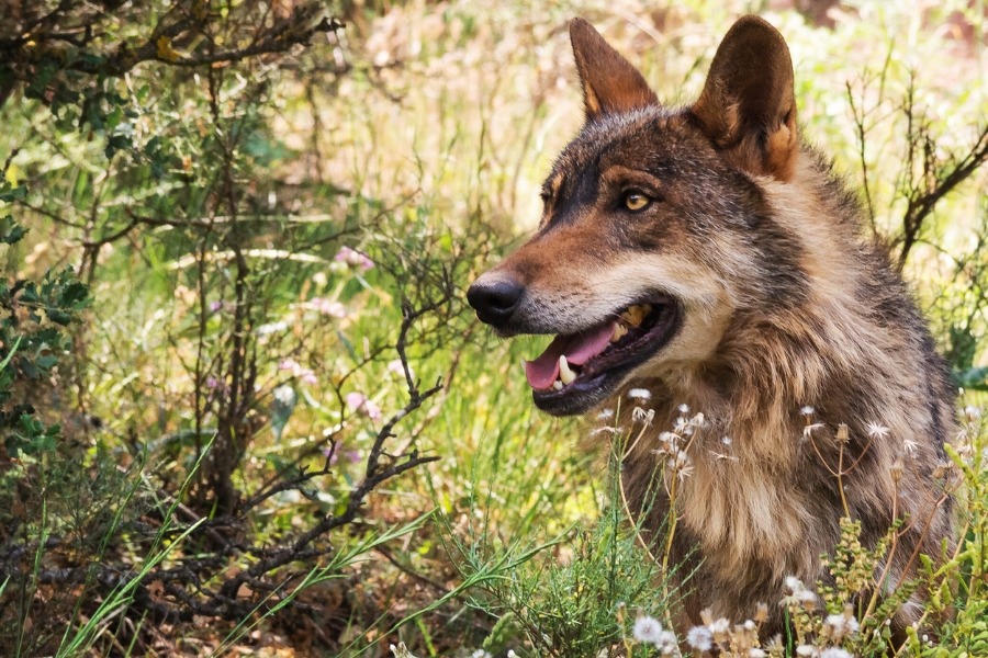 Dónde y Cómo ver el Lobo Ibérico en España