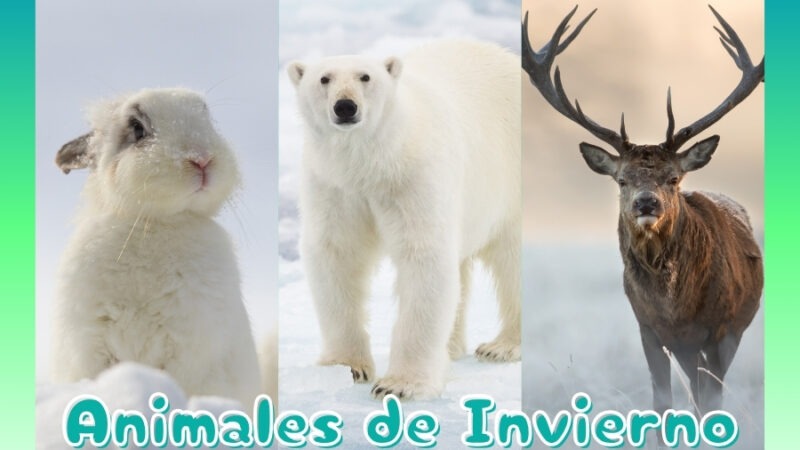 Animales de Invierno que Viven en el Frío extremo