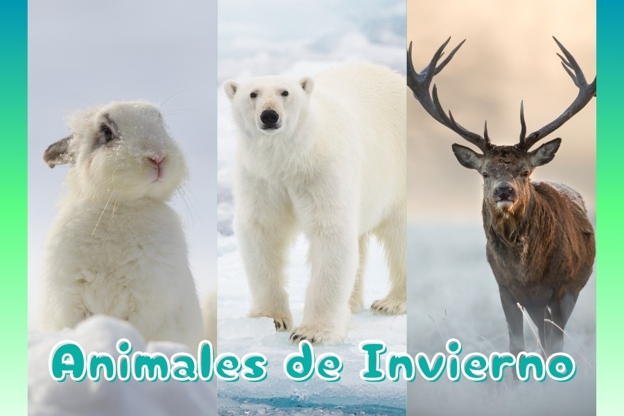 Animales de Invierno que Viven en el Frío extremo