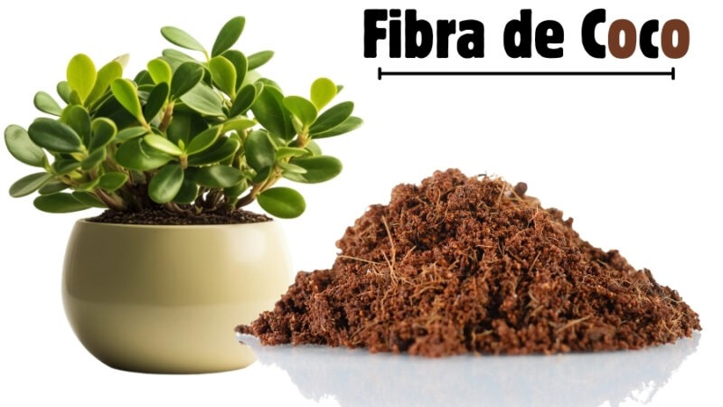 Fibra de Coco para Plantas